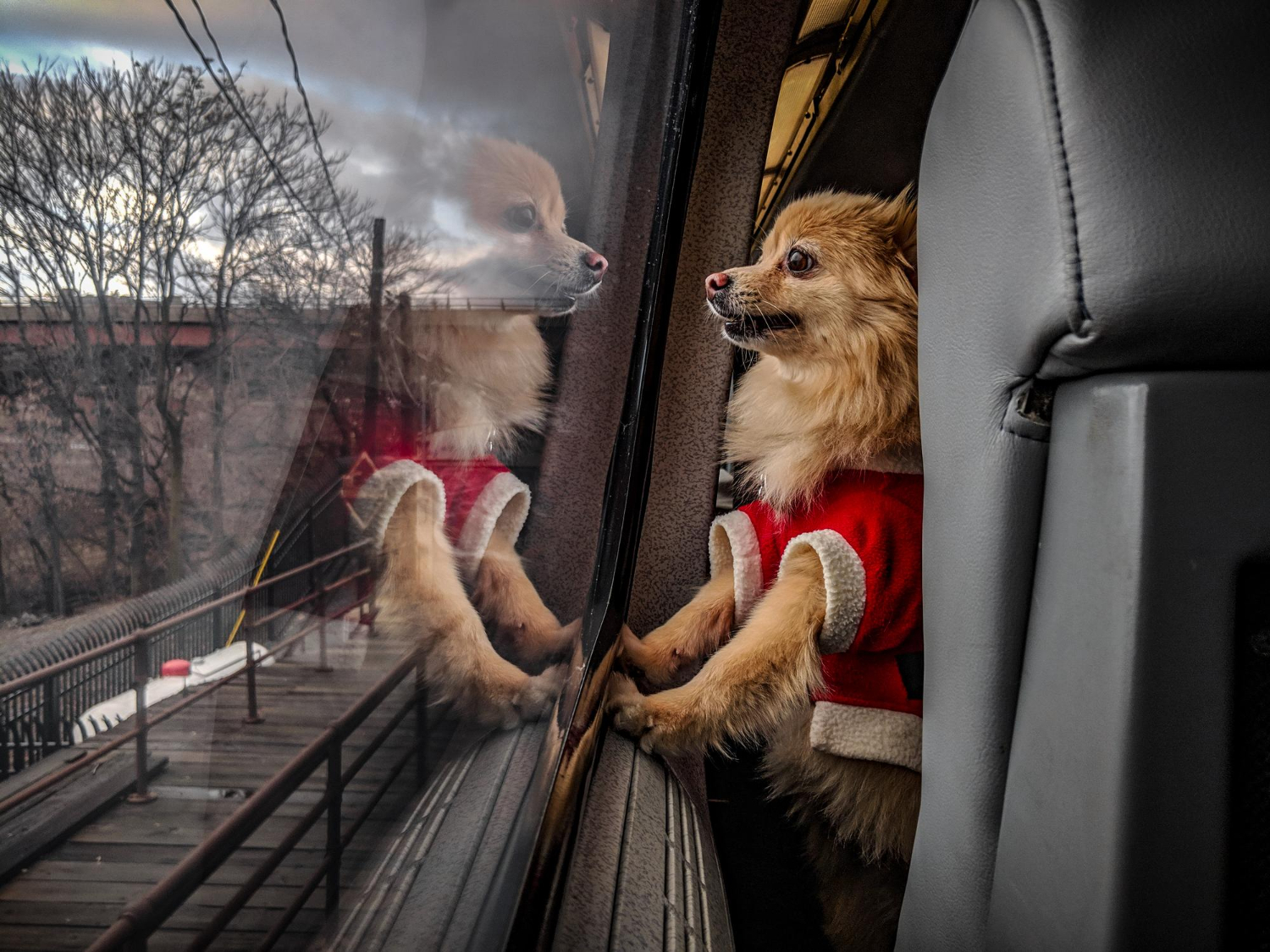 Cómo Hacer que tu Mascota se Sienta Cómoda en los Viajes en Tren